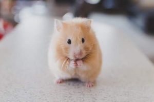 Hamster as pets therapy