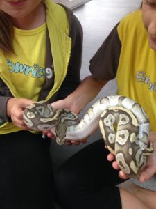 Animals for scouting groups python with brownies