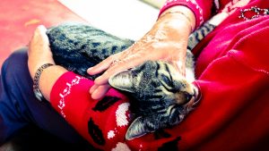 cat for care home animal therapy 