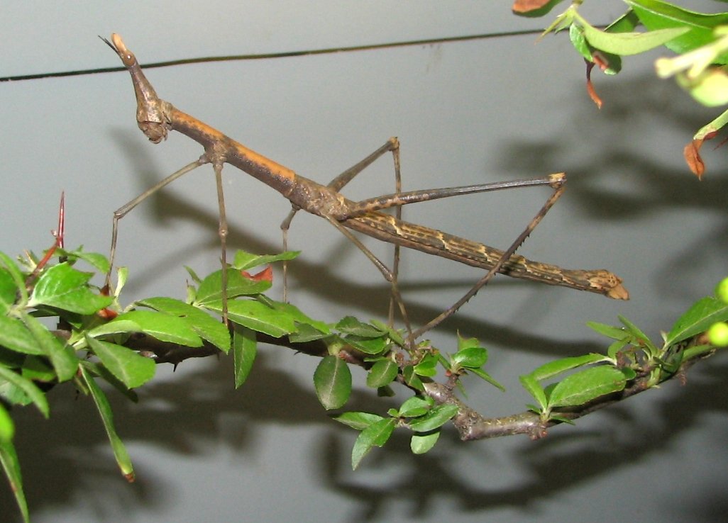 Giant Jumping Stick Insect at animal school visit leeds