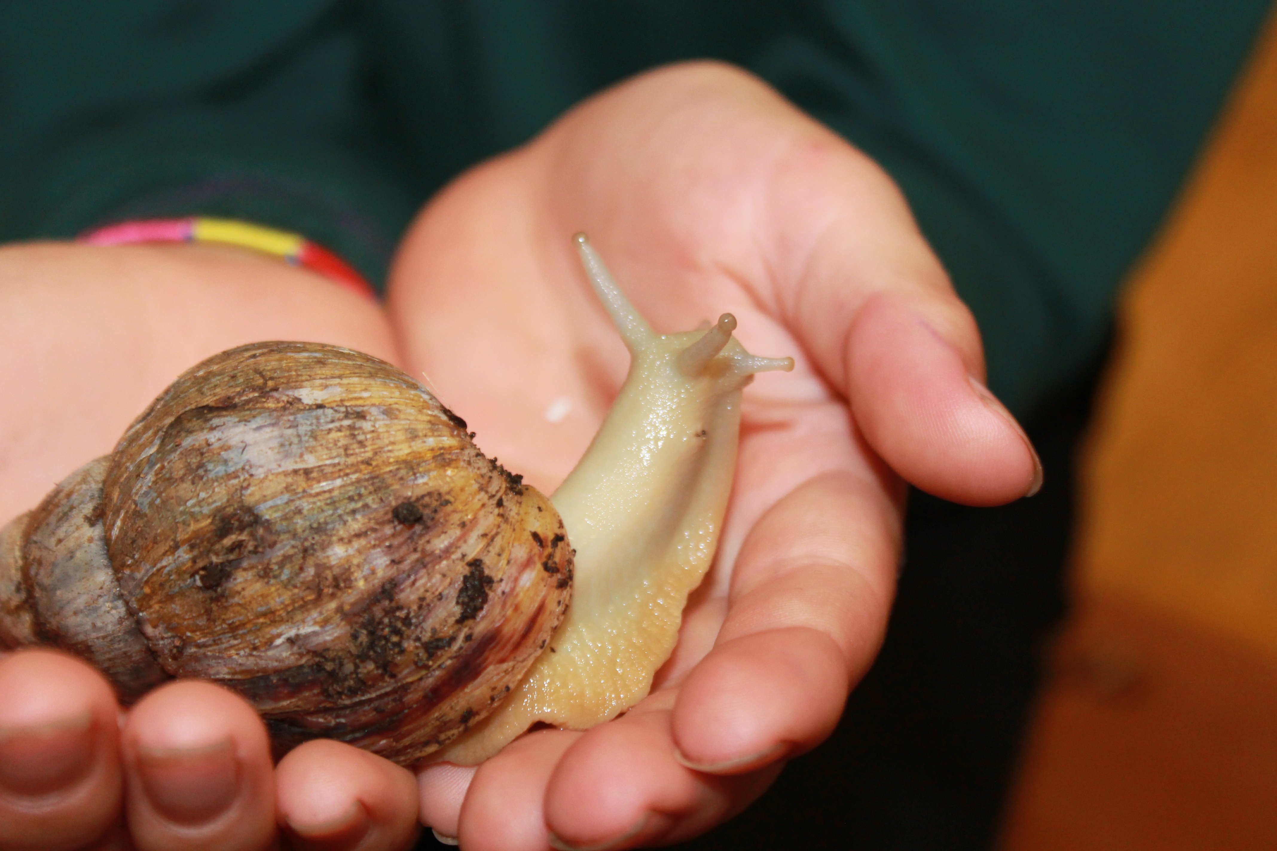 Giant Snail Pet