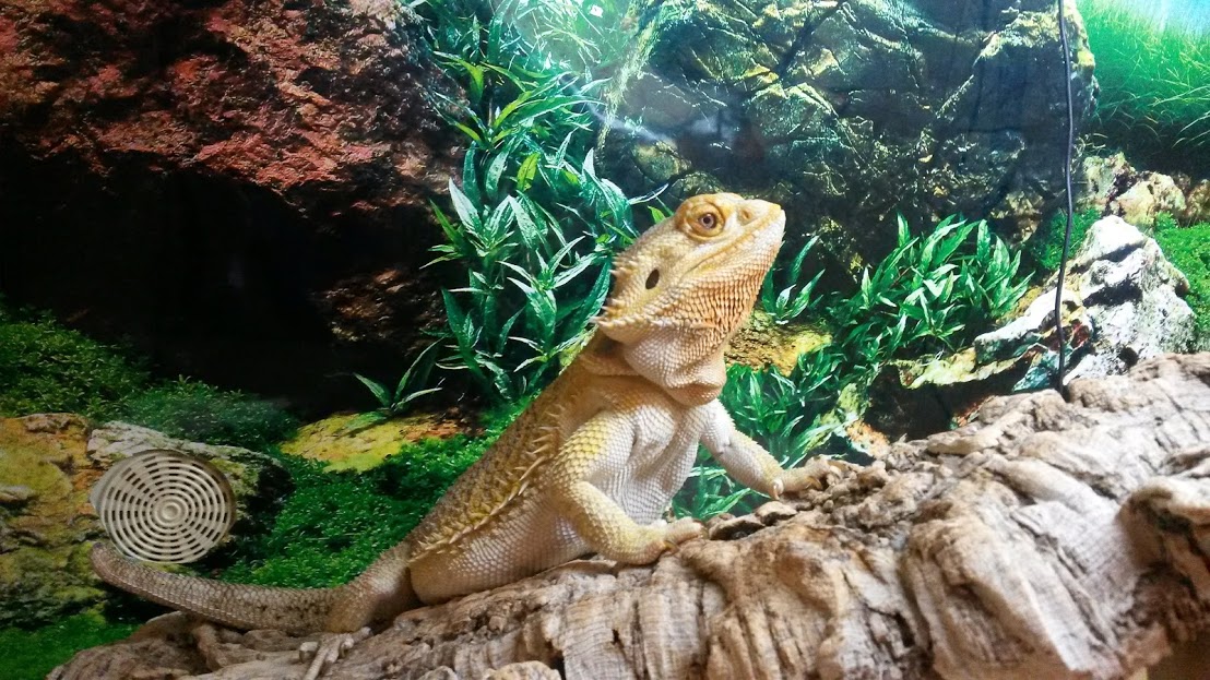 bearded dragon in vivarium