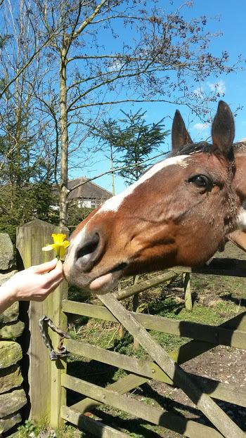 Horses love human company!