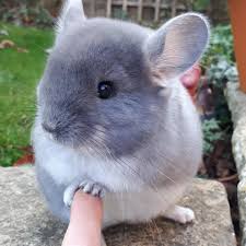 Chinchilla hypoallergenic hot sale