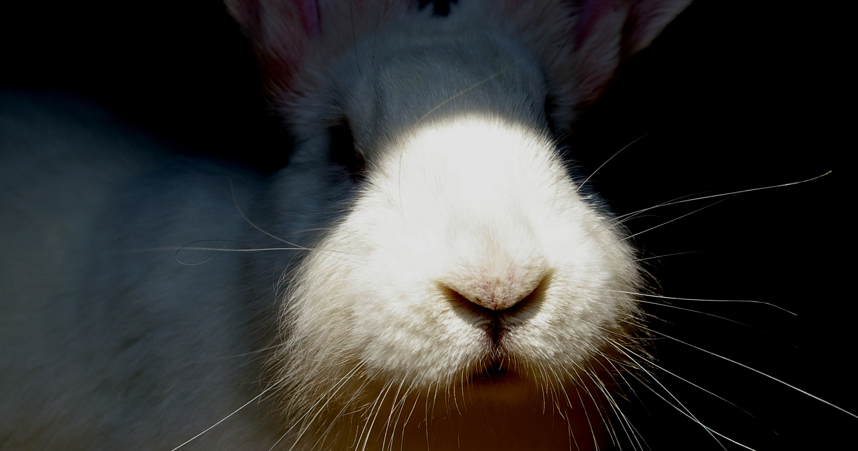 rabbit nose