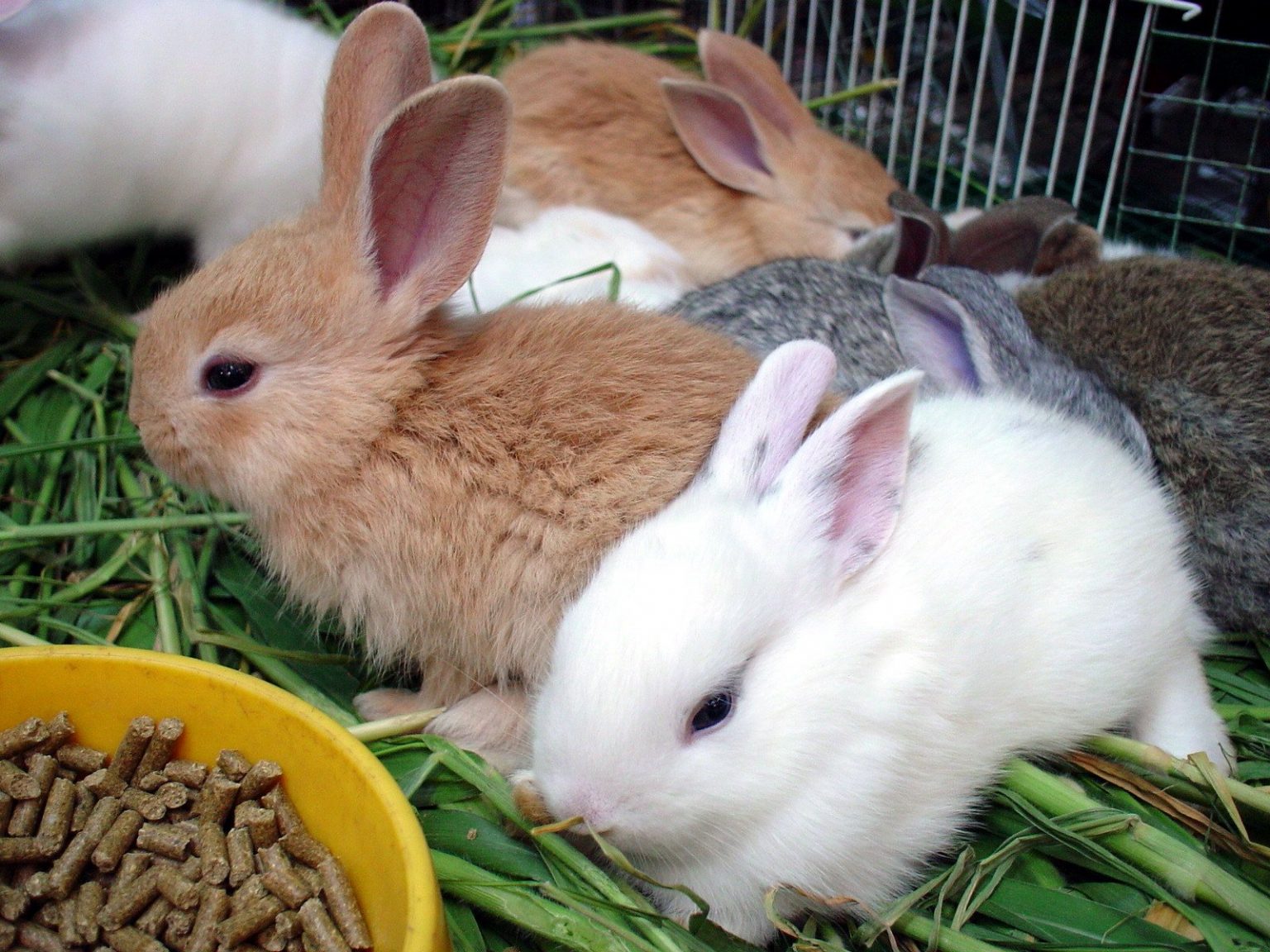 What rabbit should I get? Animal Club