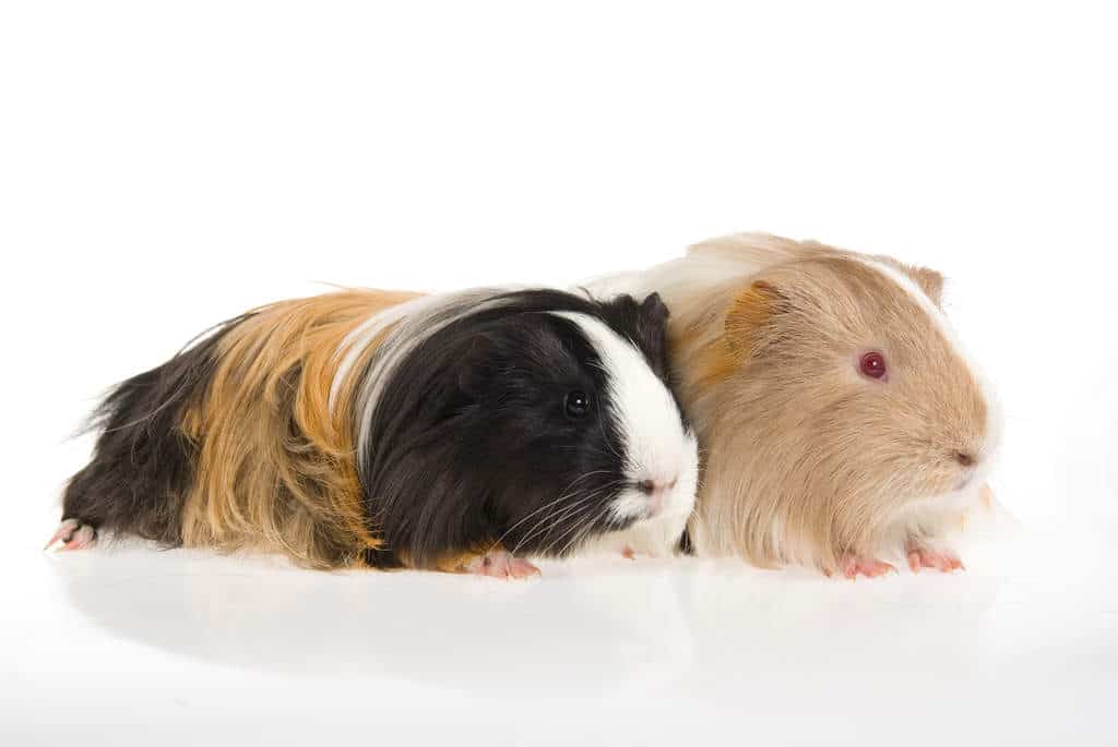 Sheltie guinea pig