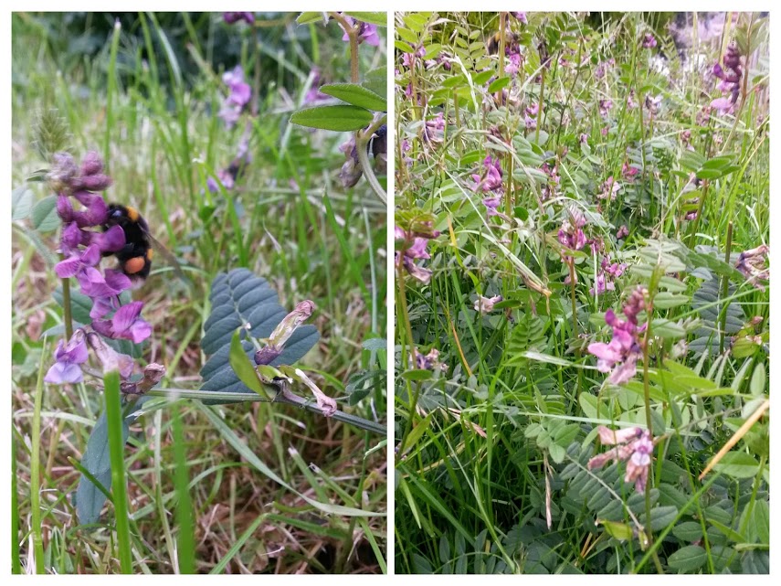 Bees like to rest in tall grass