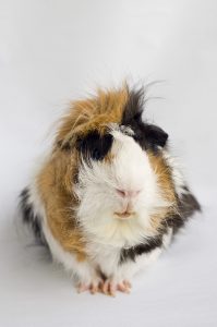 Abyssinian guinea pig