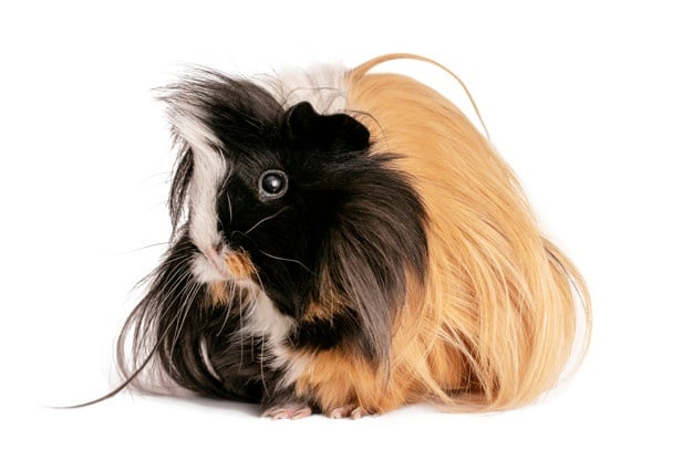 Peruvian guinea pig