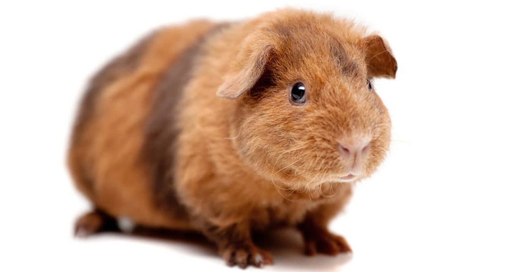 Teddy guinea pig