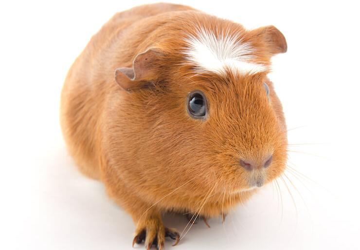 Crested guinea pig