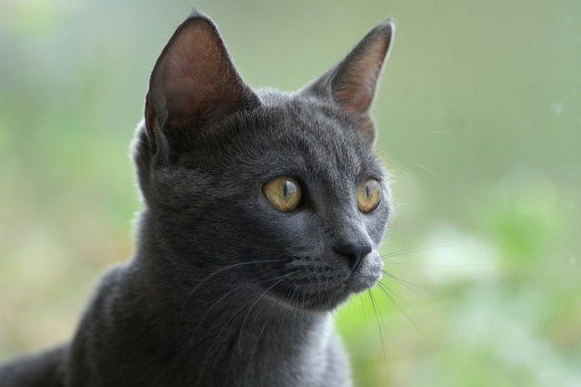 Russian Blue cat