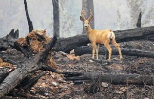 How do forest fires affect the wildlife 