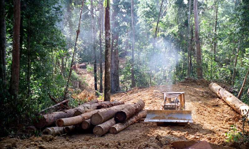 forest degradation