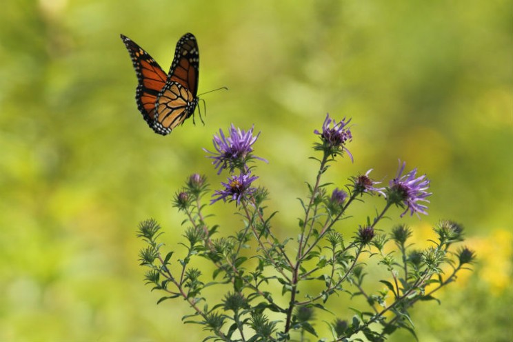 biodiversity loss