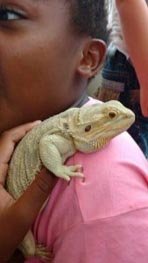 girl with a bearded dragon at an animal party