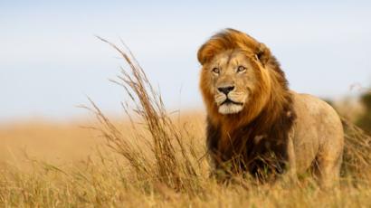 Will a Ban on Trophy Hunting Help