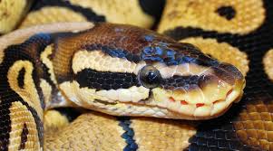 Are ball pythons being traded out of existence