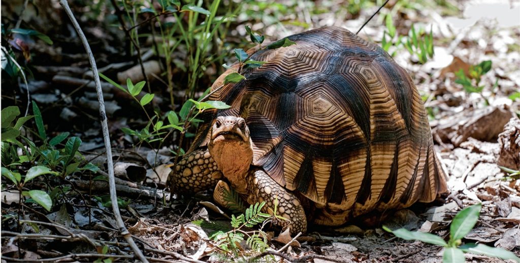 Madagascar biodiversity