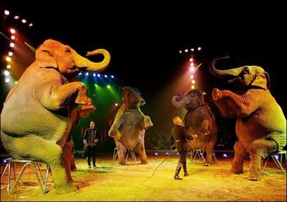 Are Circus Animals Treated Well and Respected? 