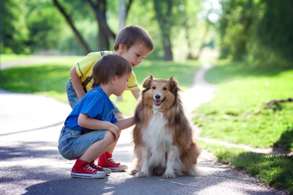 How to Learn About Animals’ Thinking and Feeling