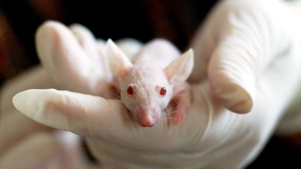 Why Should We Stop Animal Testing