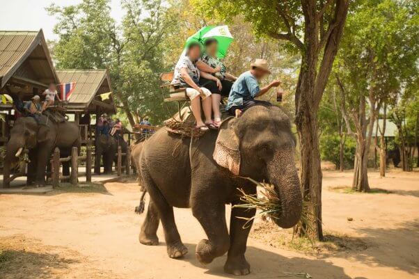 Truth about elephant riding