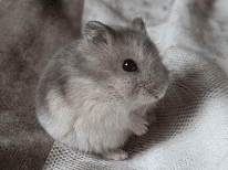 Dwarf hamster