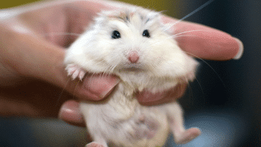 Best hamster to get for store a child