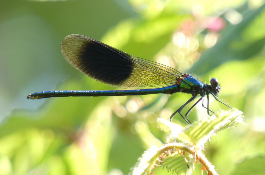 Decline of insects 