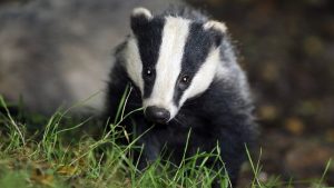 How to Stop the Badger Cull Coming to Derbyshire