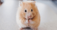 Syrian hamster