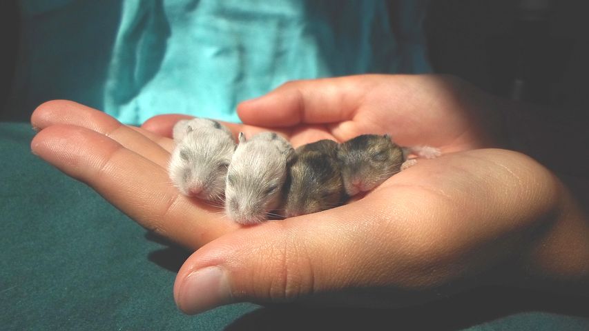 Breeding dwarf hot sale hamsters