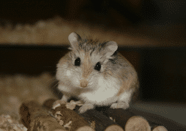 Roborovski Dwarf Hamster