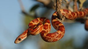 https://animal-club.co.uk/wp-content/uploads/2020/11/Corn-snake-1-300x169.jpg