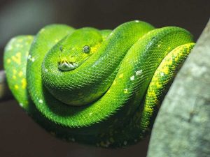 Information About The Green Snake - British Pet Insurance