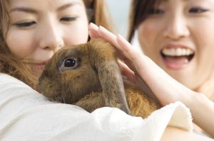 Why do rabbits bite? How to stop your rabbit from biting