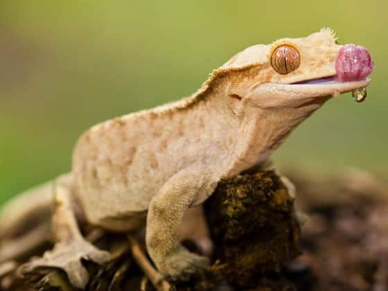 Best lizards to store have as pets