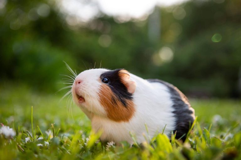 Do Guinea Pigs Get Fat? How to make your guinea pig lose weight