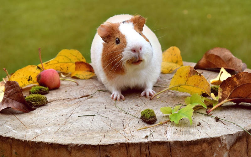 Chubby store guinea pig