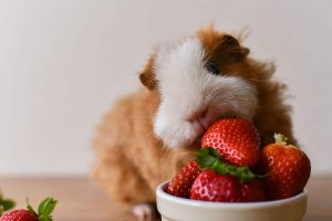 Fat guinea pig Eating Cuy: