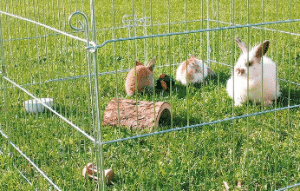 Rabbits in pen