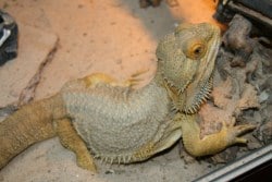 A bearded dragon about to shed