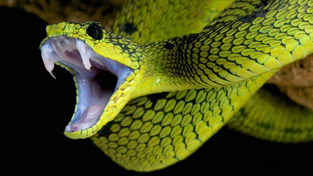 Will a venomous snake die if it bites itself? The science