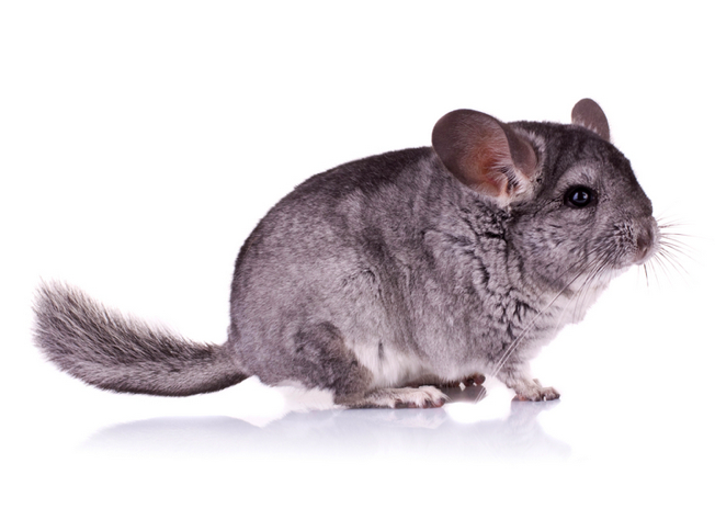 How to look after a Chinchilla? - Animal workshops and parties for fun ...