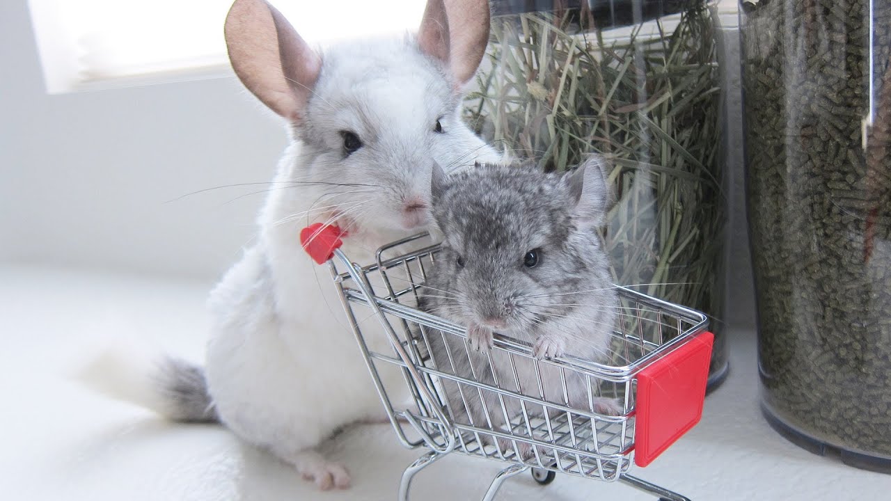 How to look after a Chinchilla?