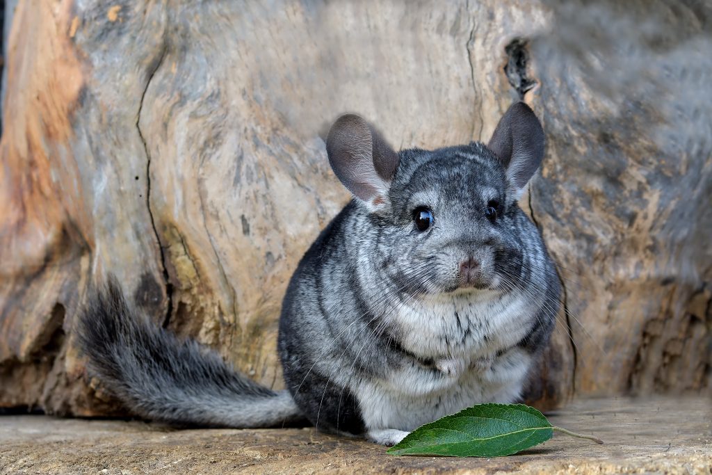 How to look after a Chinchilla?
