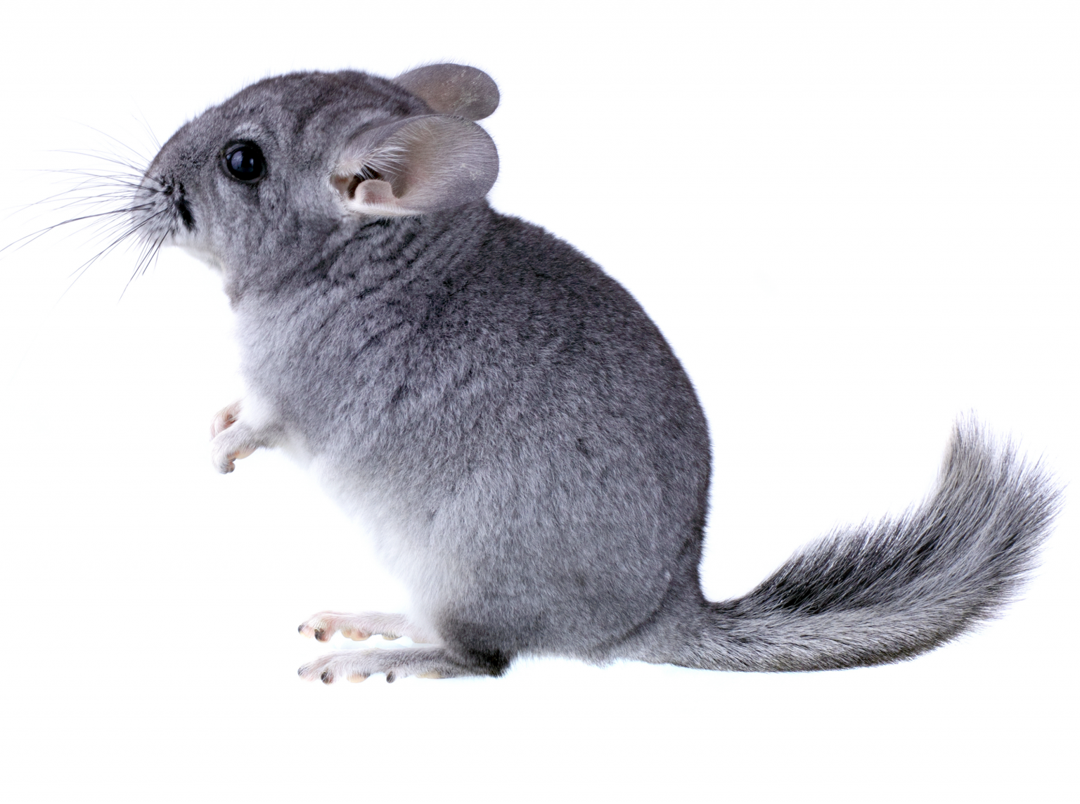 How to look after a Chinchilla?