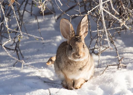 Can baby bunnies survive in the cold
